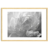 Ethereal Monochromatic Peony Petal Macro thumbnail