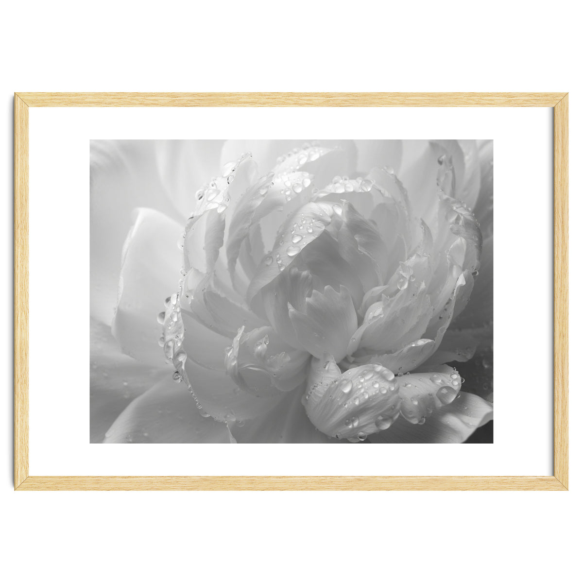 Ethereal Monochromatic Peony Petal Macro