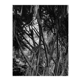 Black Tectorius Plant Art (Print Only) thumbnail