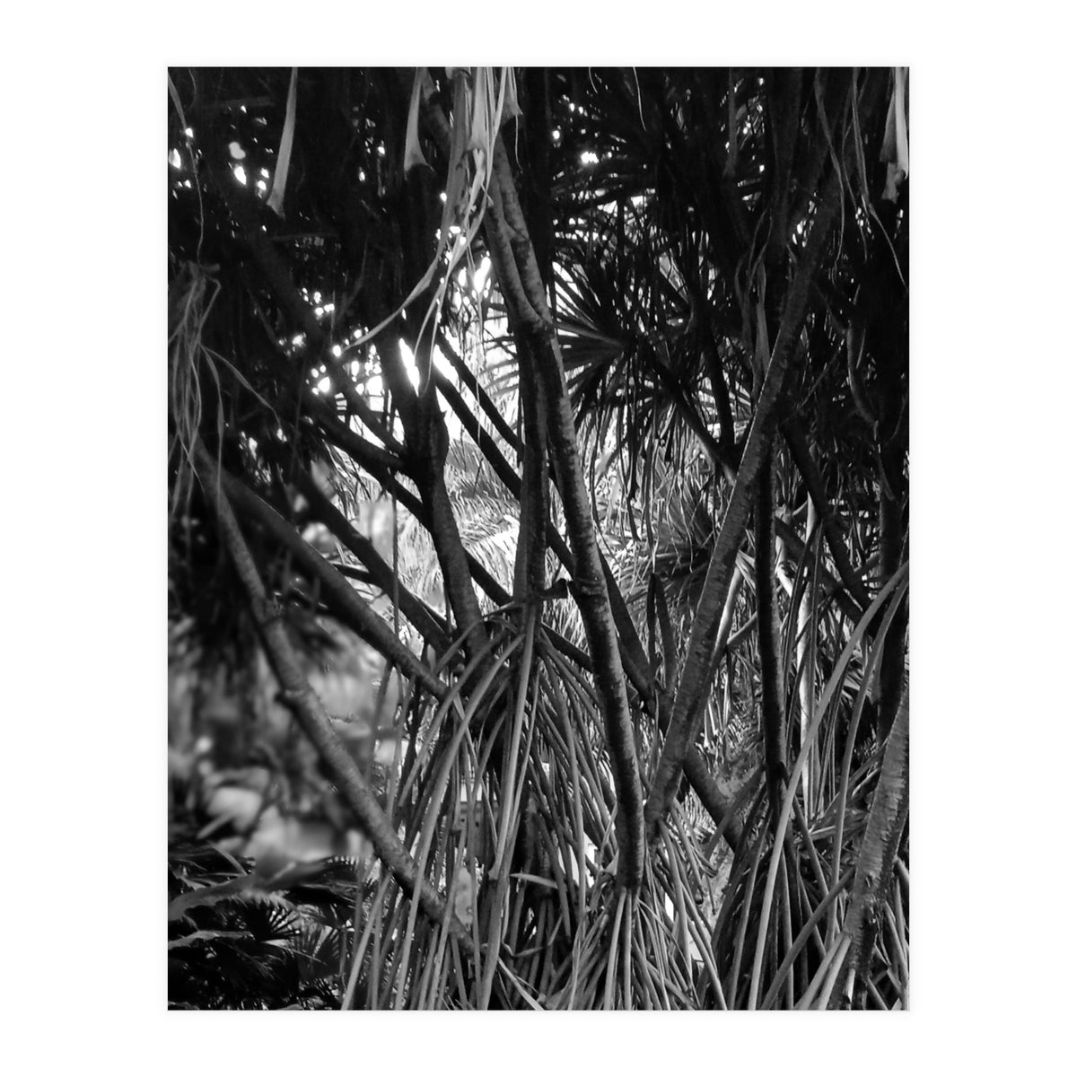 Black Tectorius Plant Art (Print Only)