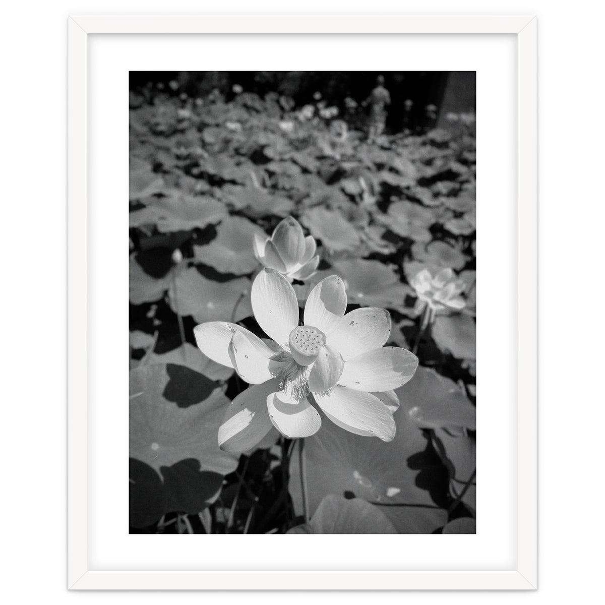 Hylas | Black & White