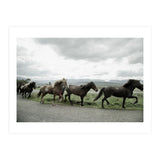 Running horses - Iceland (Print Only) thumbnail