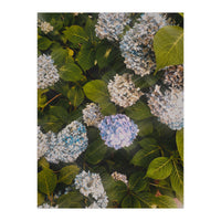 Hydrangeas | Portrait (Print Only)