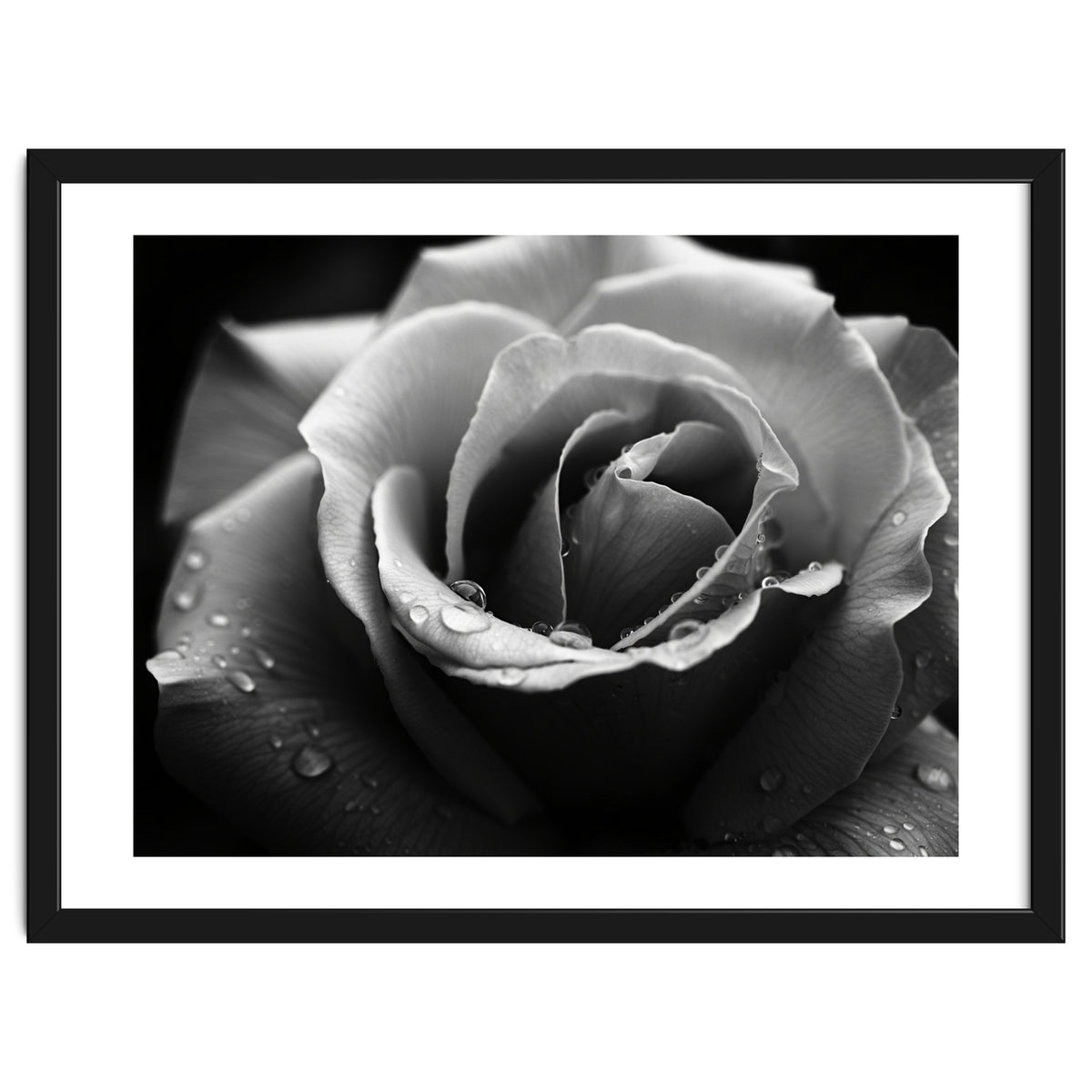 Ethereal Monochromatic Rose Petal Macro