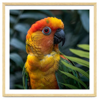 Close Up Of A Colorful Sun Conure Parrot