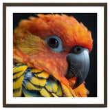 Close Up Of A Sun Conure Parrot's Head thumbnail