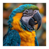 Blue And Yellow Macaw Parrot Close Up Portrait (Print Only) thumbnail