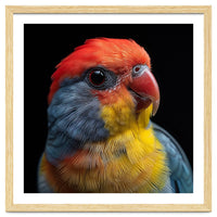 Close Up Colorful Parrot Portrait Vivid Plumage