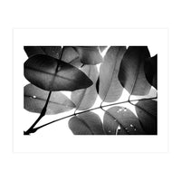Branches and Leaves, 2016, 3 (Print Only)