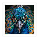Majestic Peacock  (Print Only) thumbnail