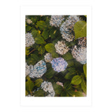 Hydrangeas | Portrait (Print Only) thumbnail