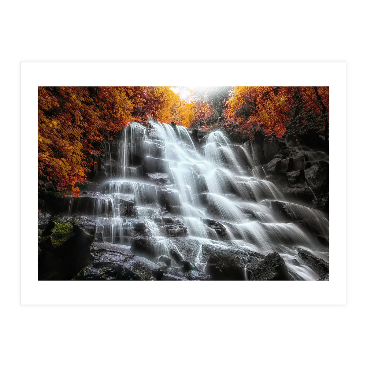 Into the woods (Print Only)