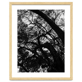 Tree Black Silhouette thumbnail