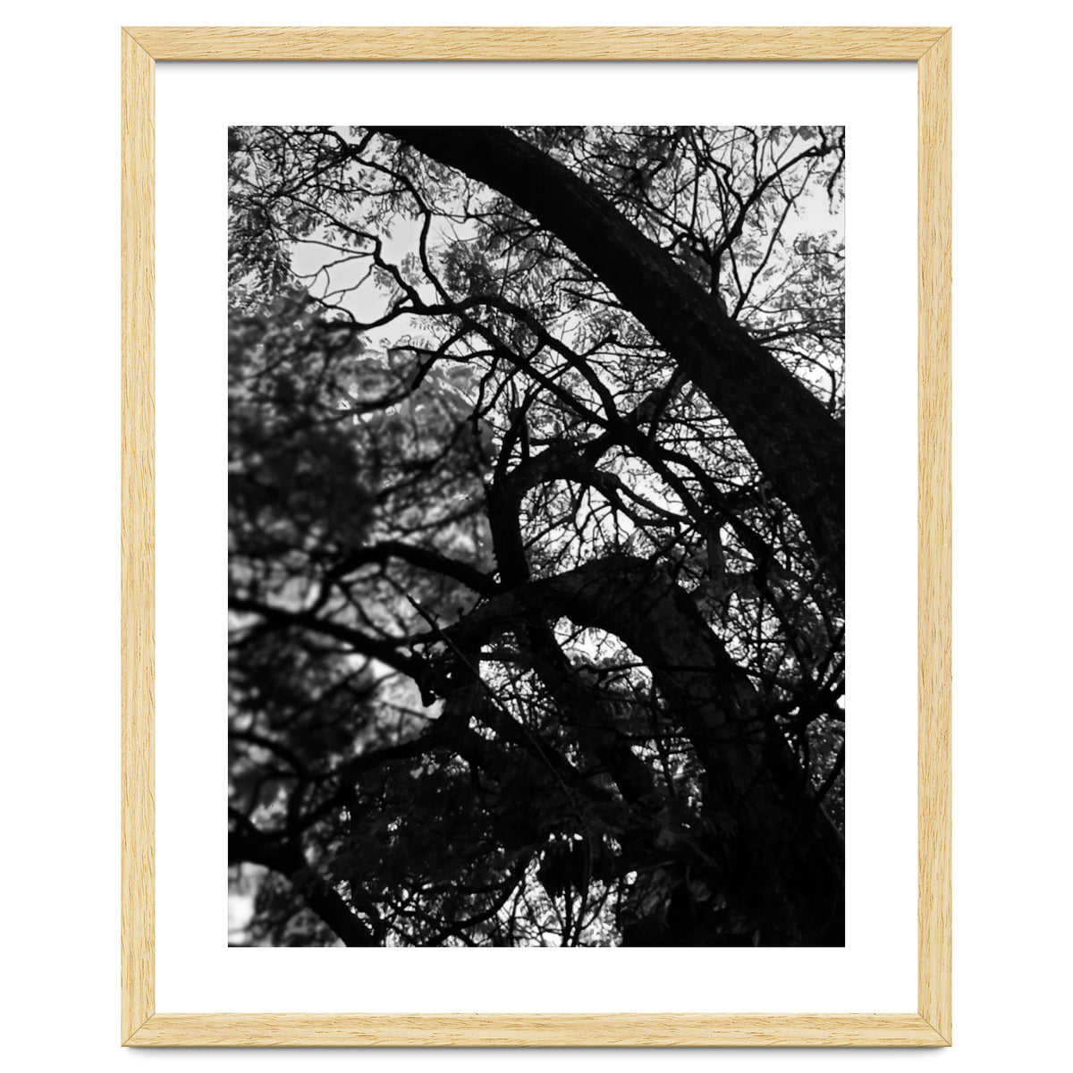 Tree Black Silhouette