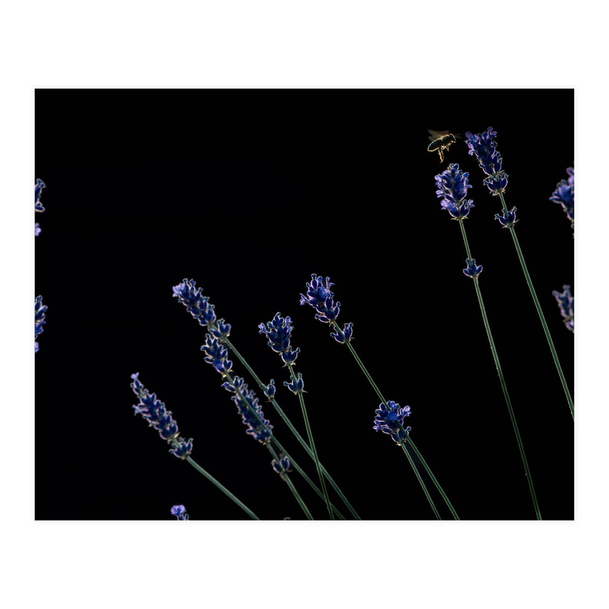 Honeybee and lavender (Print Only)