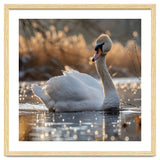 Majestic Swan On Calm Water During Sunset Nature Scene thumbnail