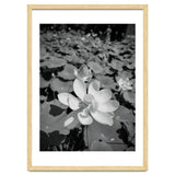 Hylas | Black & White thumbnail