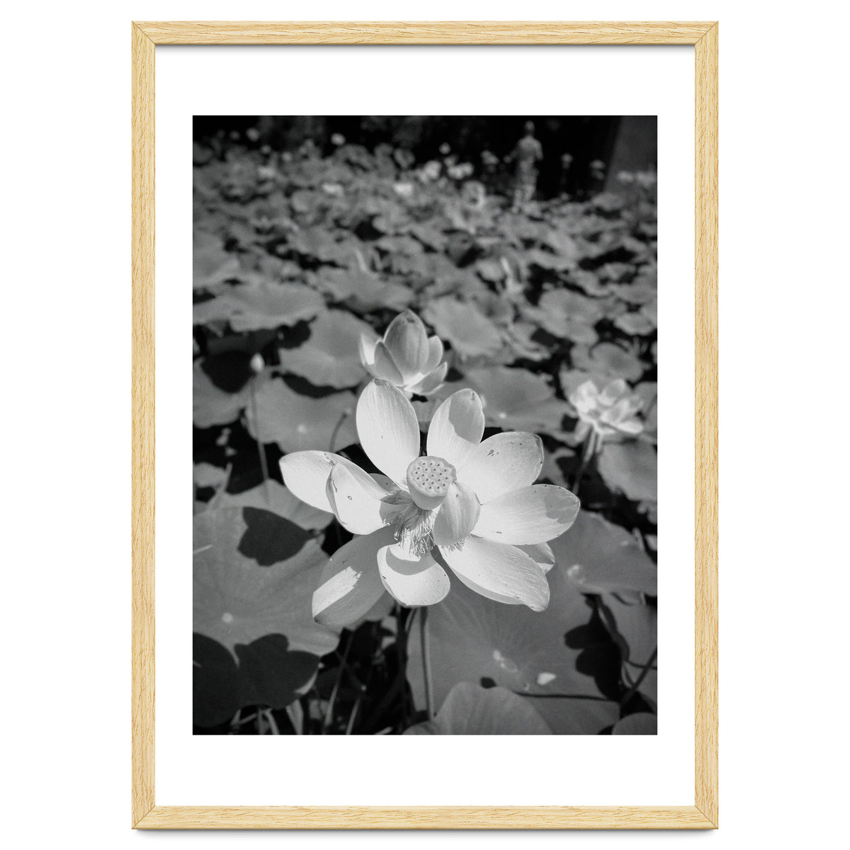 Hylas | Black & White