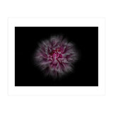 Backyard Flowers No 116 Color Flow Version (Print Only) thumbnail
