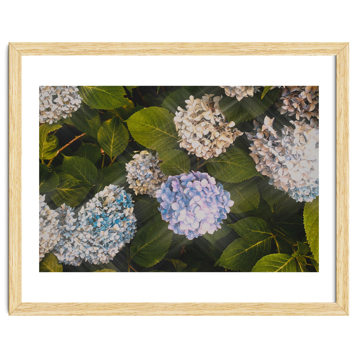 Hydrangeas | Landscape