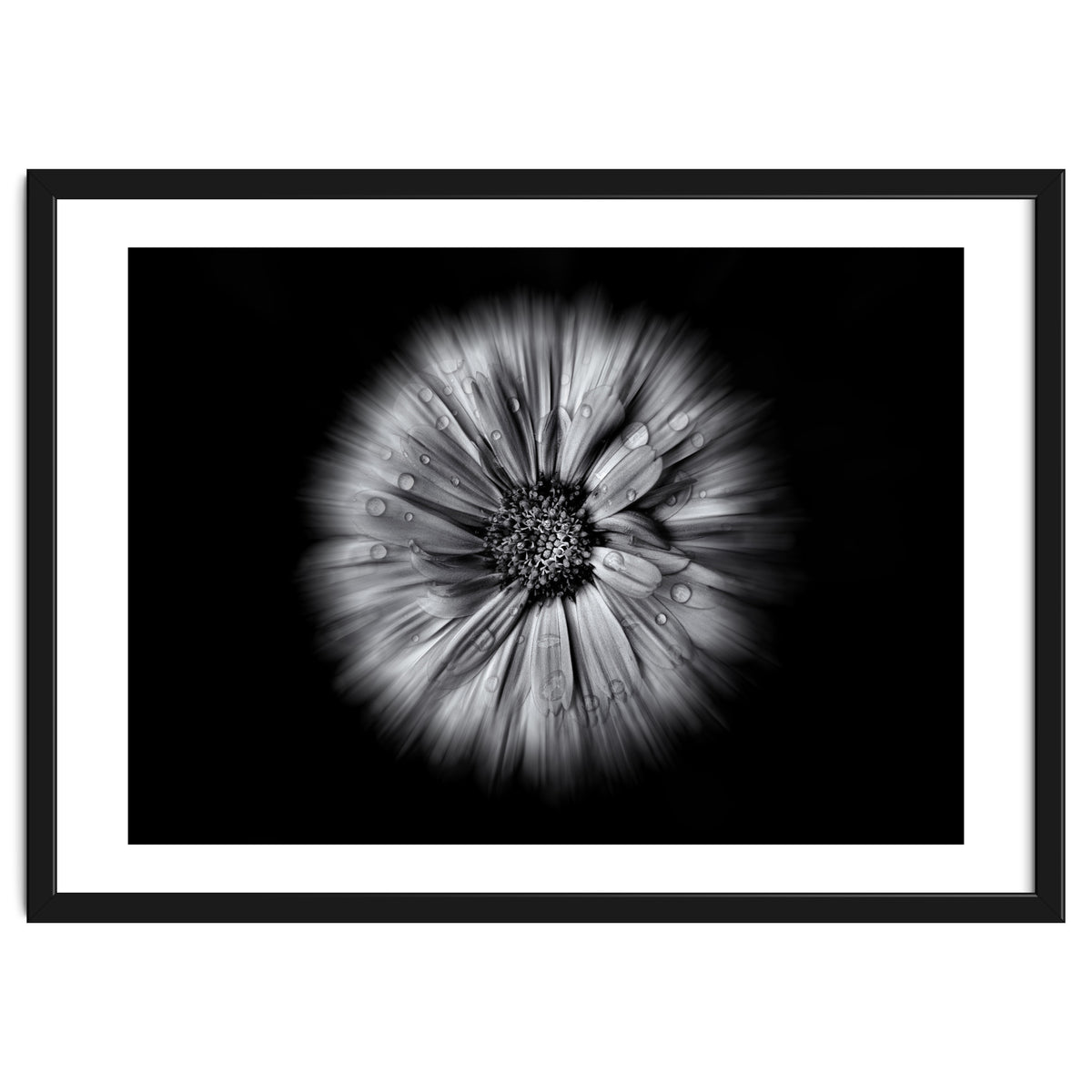 Backyard Flowers In Black And White No 10 Flow Version