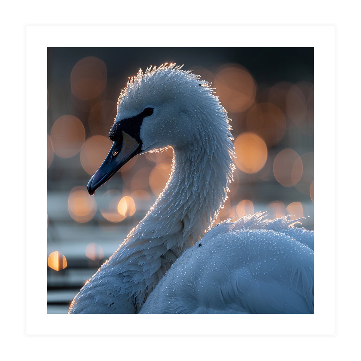 Close-up Shot of a Swan with Water Droplets (Print Only)