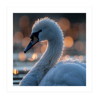 Close-up Shot of a Swan with Water Droplets (Print Only)