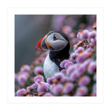 Atlantic Puffin Amidst Pink Heather Flowers (Print Only) thumbnail