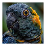 Close Up Of A Wet Macaw Parrot Head (Print Only) thumbnail