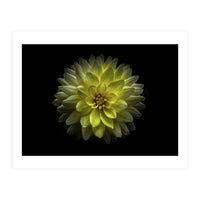 Backyard Flowers No 128 Color Version (Print Only)