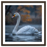 Swan Floating Gracefully On Water In Autumn thumbnail