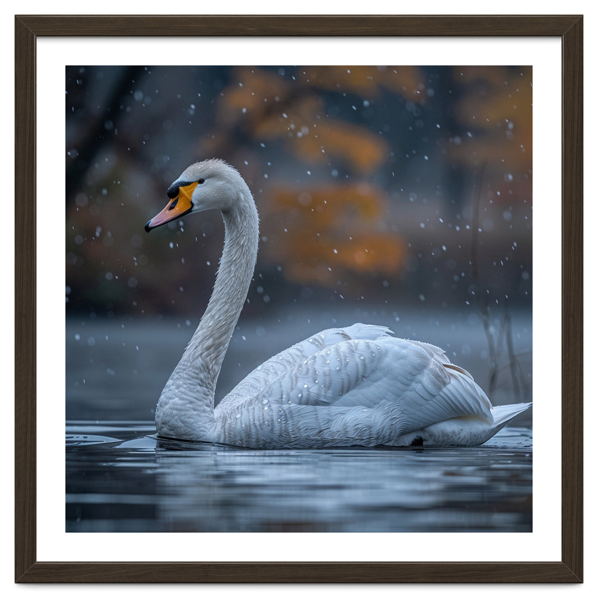 Swan Floating Gracefully On Water In Autumn