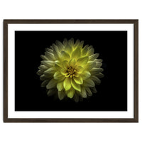 Backyard Flowers No 128 Color Version