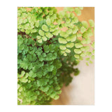 Maidenhair Queen (Print Only) thumbnail