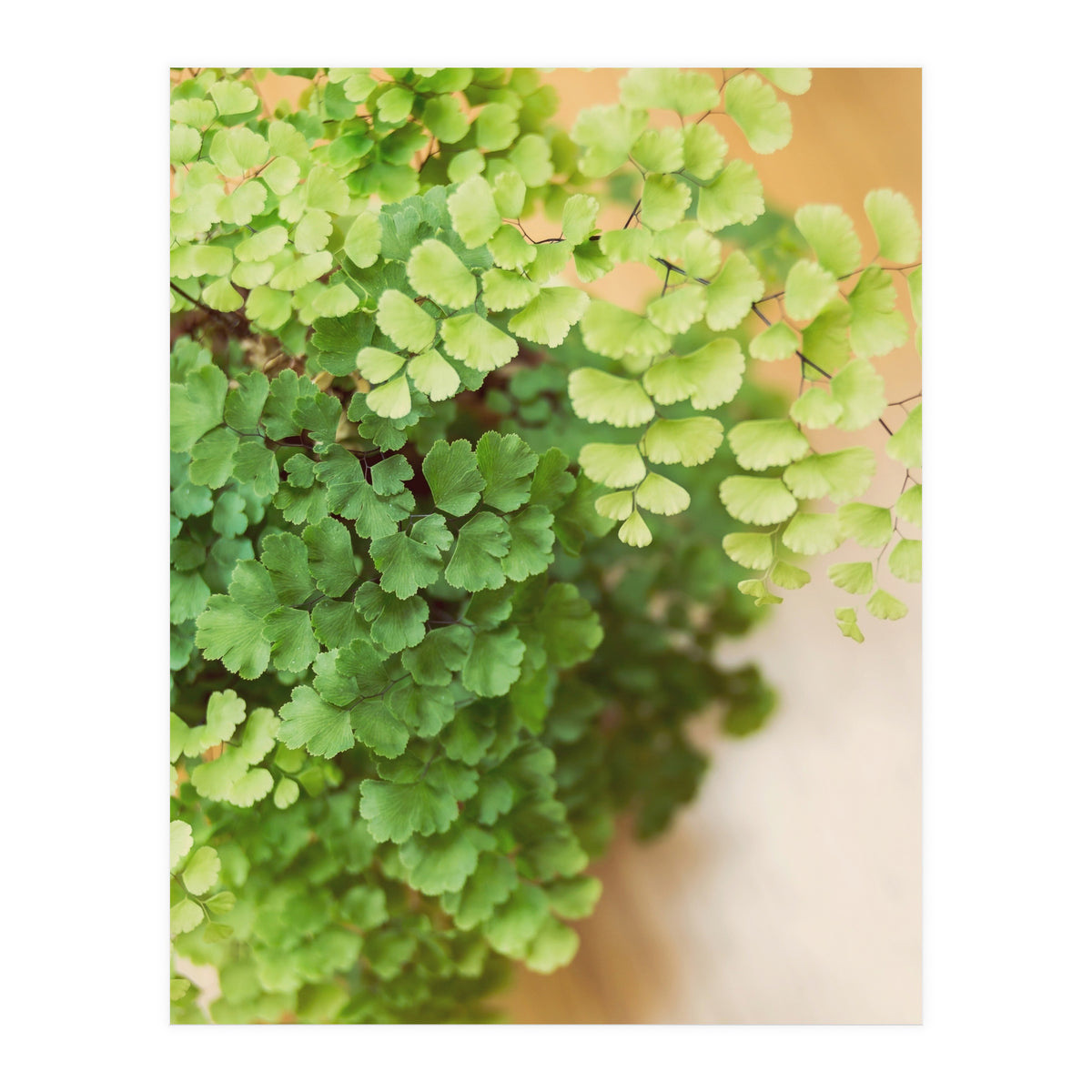 Maidenhair Queen (Print Only)