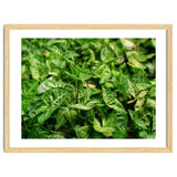 Green Arrow Head Plant Leaves thumbnail