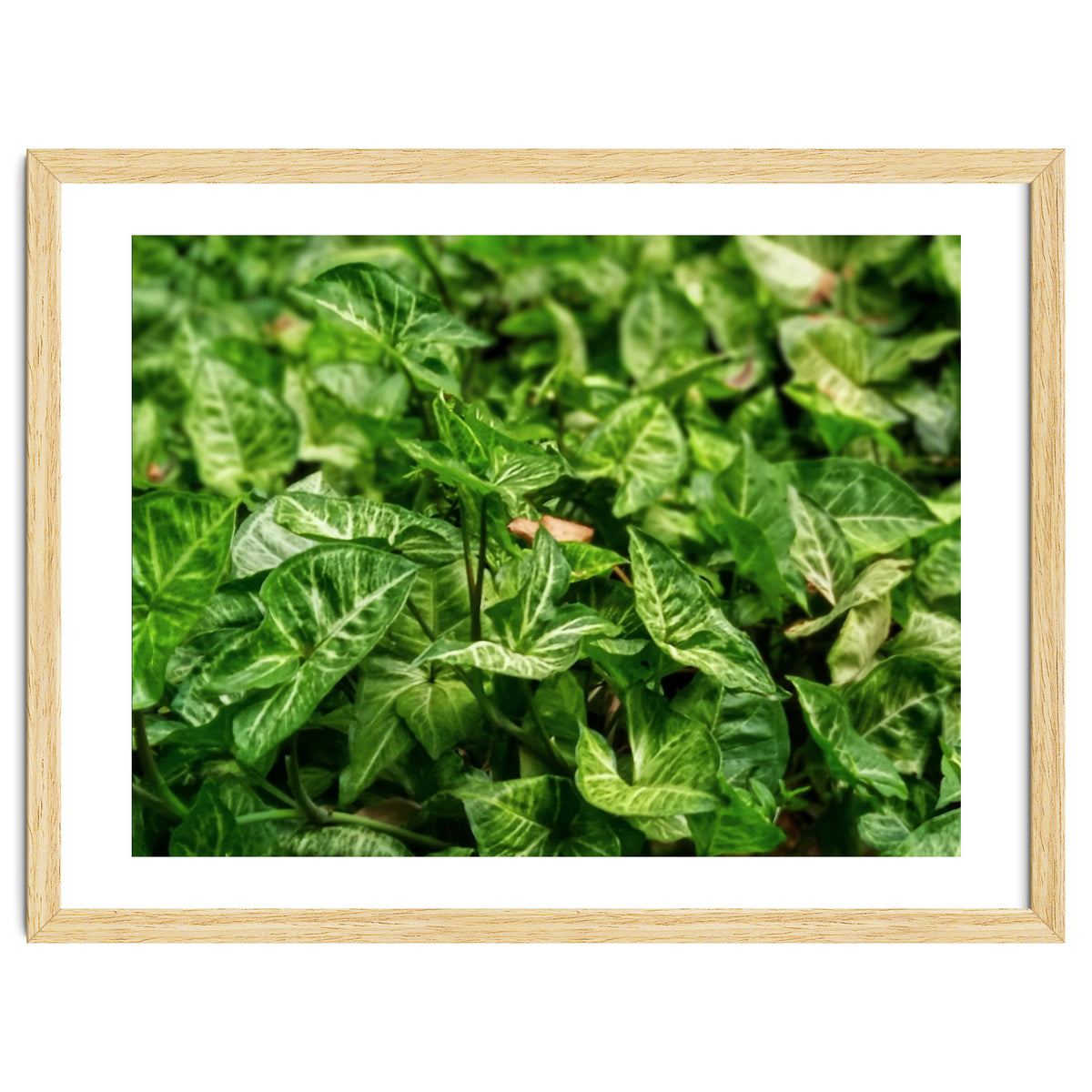 Green Arrow Head Plant Leaves