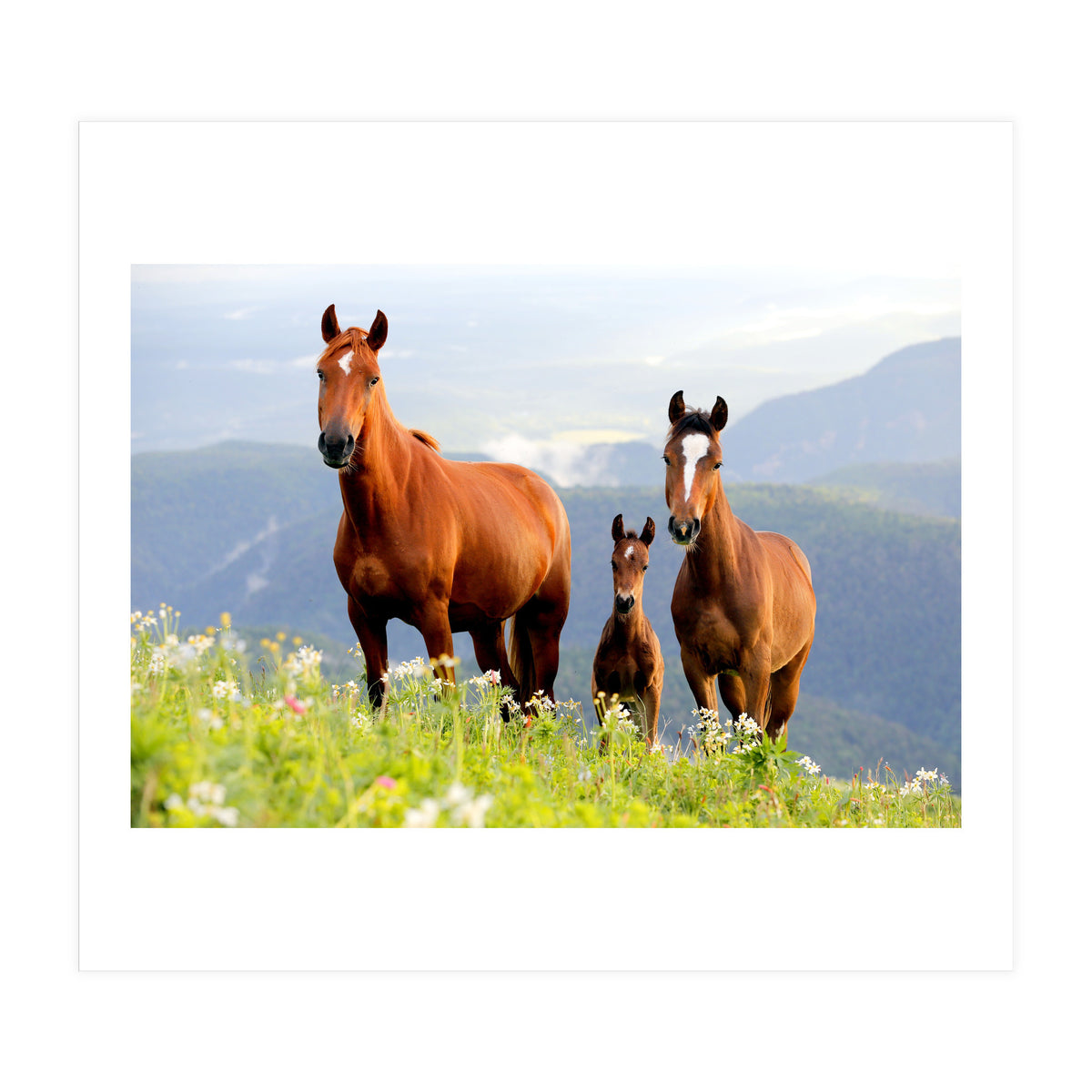Three Horses (Print Only)