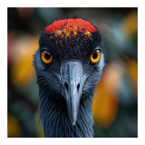 Close Up Of A Strikingly Beautiful Bird Face (Print Only) thumbnail