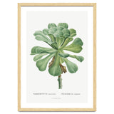 Pierre-Joseph Redouté – Sempervivum Canariense (1799) thumbnail