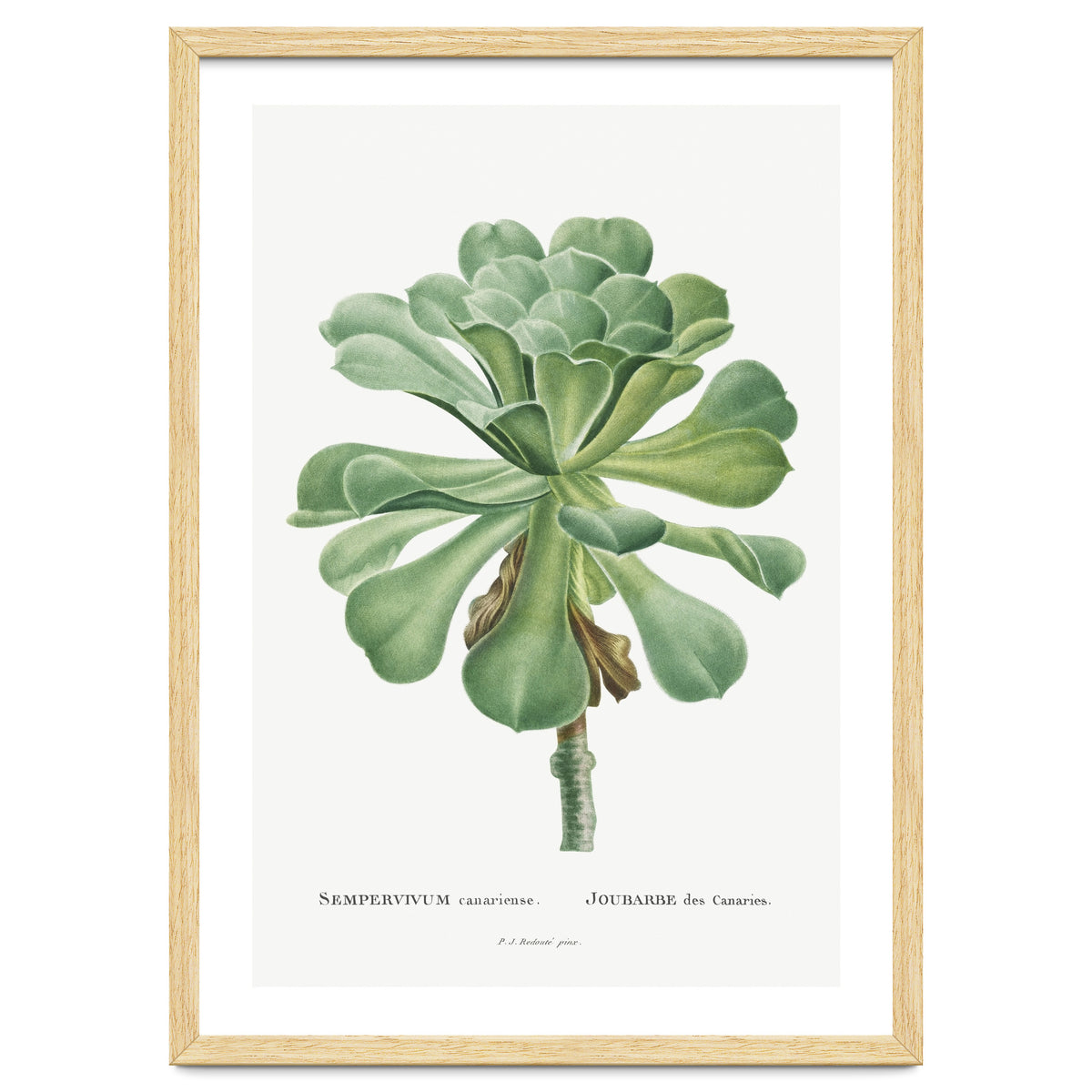 Pierre-Joseph Redouté – Sempervivum Canariense (1799)