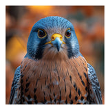 Close Up Of A Kestrel Bird Of Prey Portrait (Print Only) thumbnail