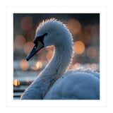 Close-up Shot of a Swan with Water Droplets (Print Only) thumbnail