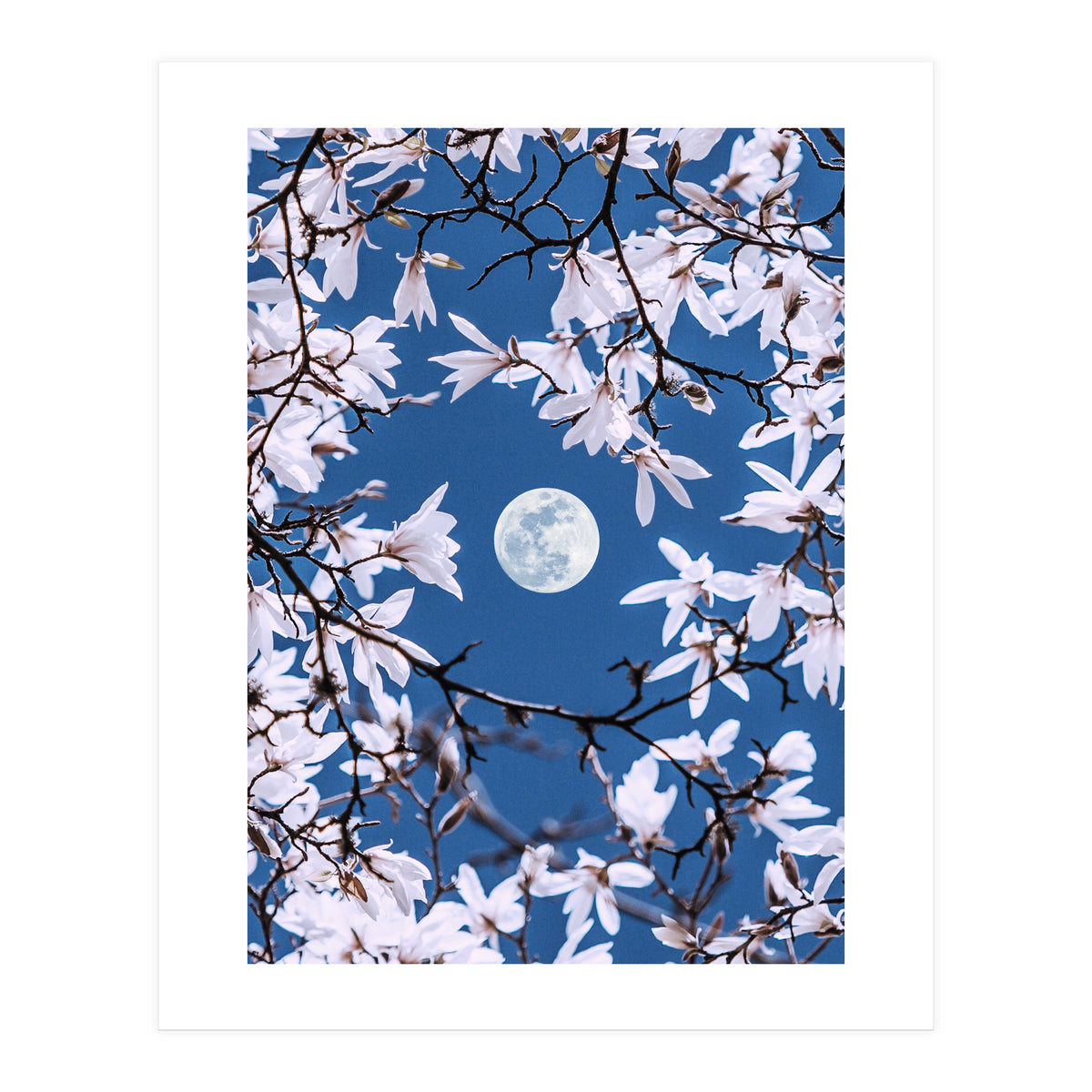 Moon Branches (Print Only)