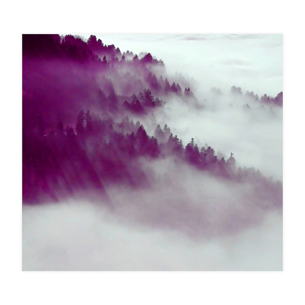 Forest Fog (Print Only)