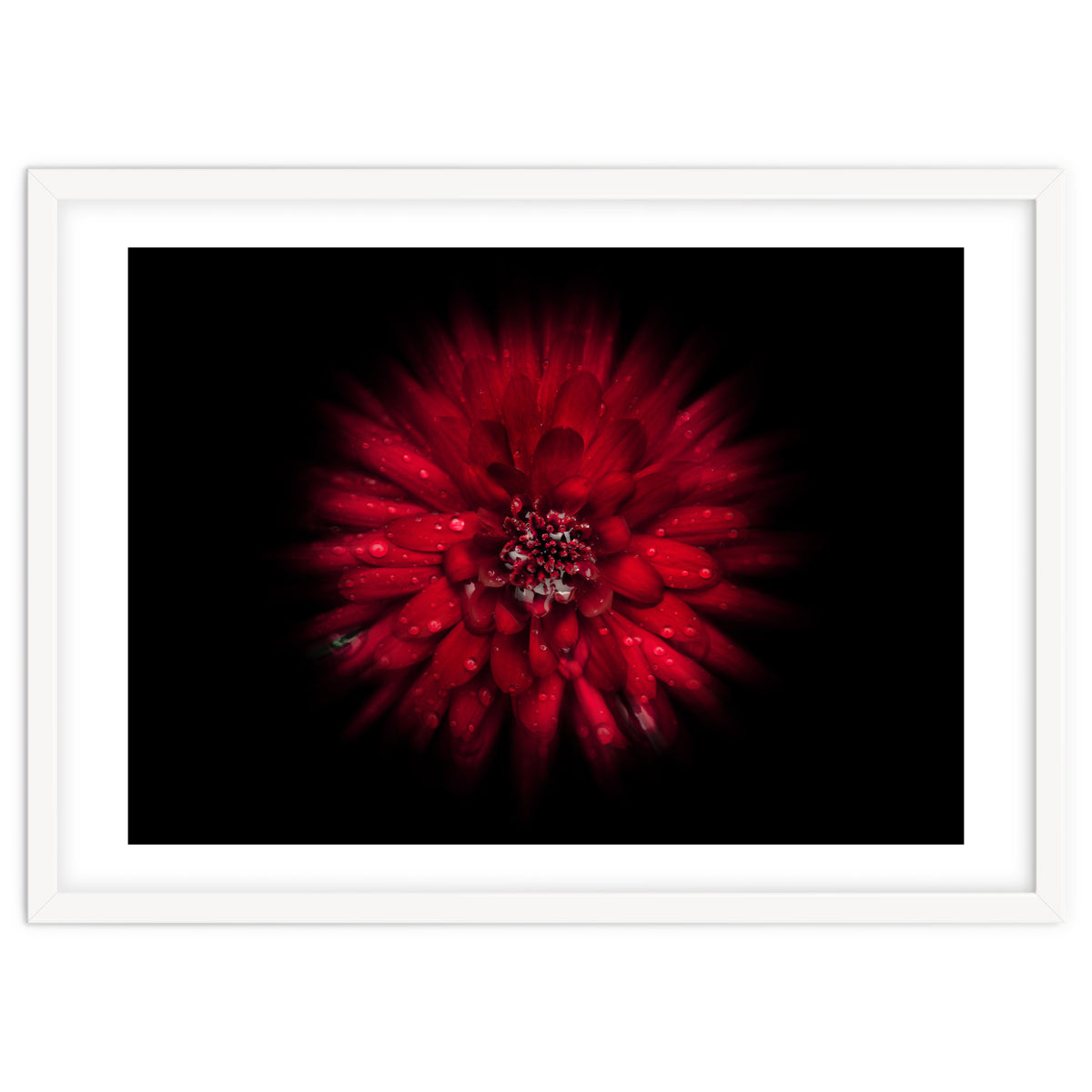 Backyard Flowers No 45 Color Flow Version