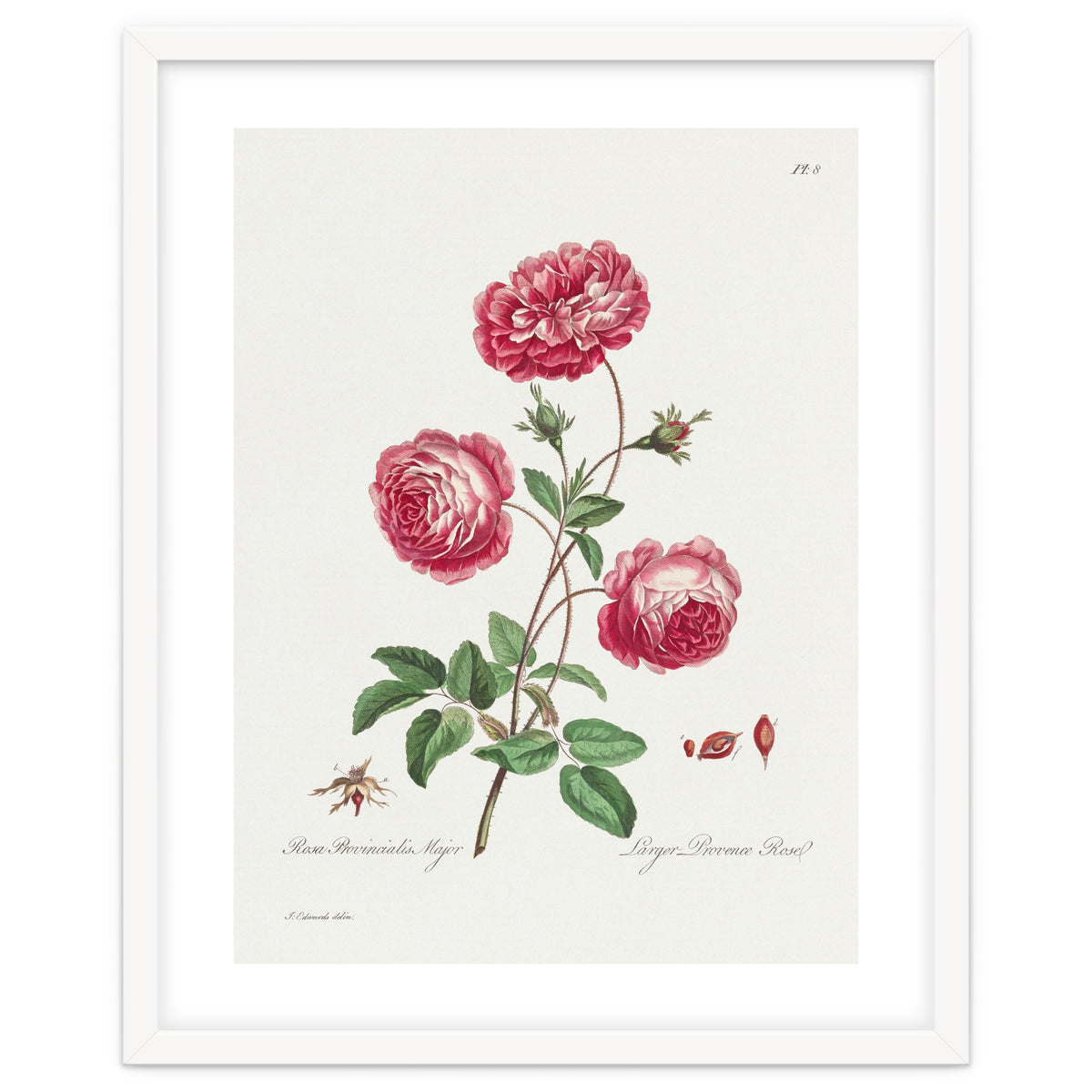 John Edwards – Larger Provence Rose (1770–1775)