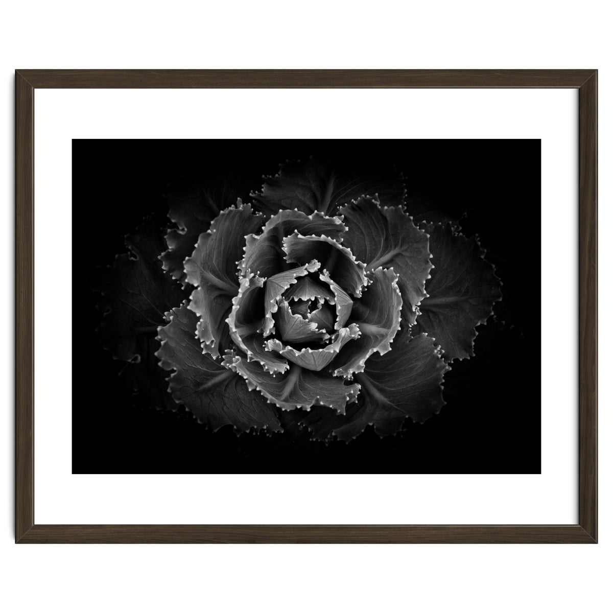 Backyard Flowers In Black And White No 101