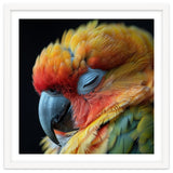 Close Up Of A Sleeping Sun Conure Parrot thumbnail