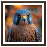 Close Up Of A Kestrel Bird Of Prey Portrait thumbnail
